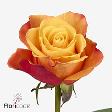 20x Rosa fire fly 60cm