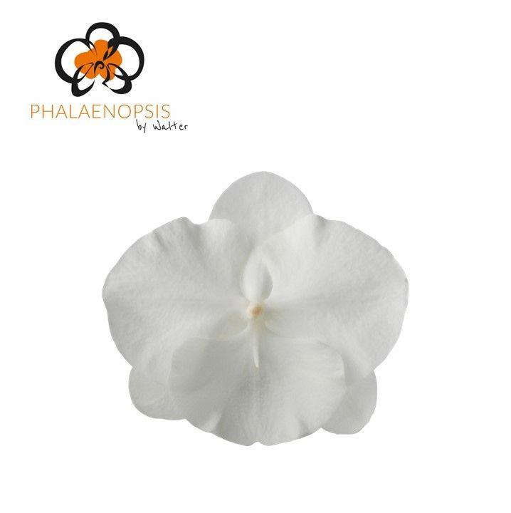25x Phal.white serenity