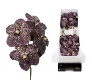 8x Vanda sun.chocolate brown 30cm