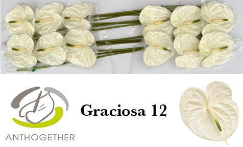 12x Anth.graciosa 10cm