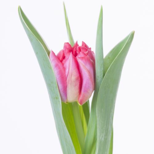50x Tulipa flash point du 40cm