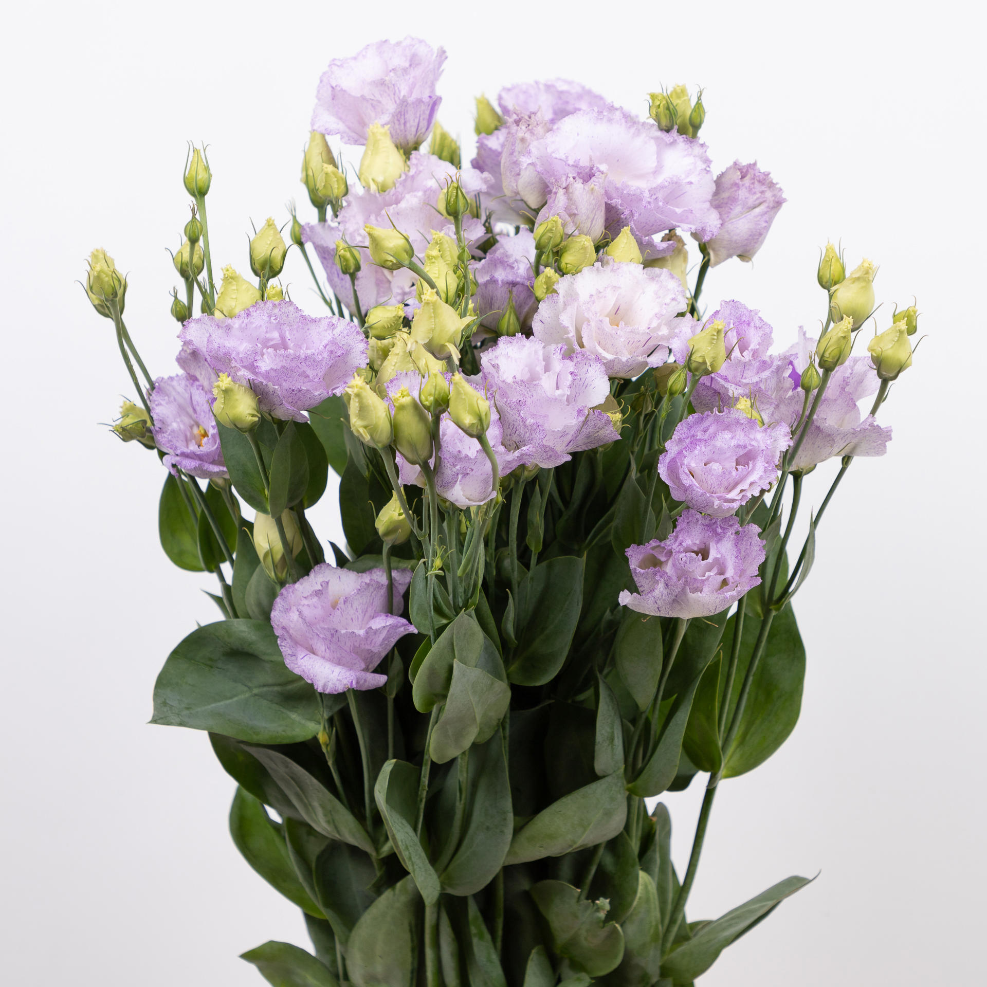 10x Eust.stracciatella lavender en 70cm
