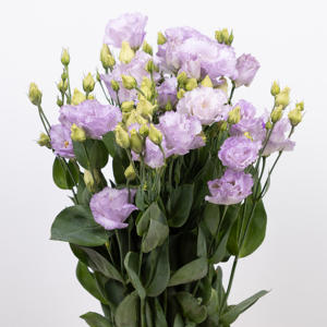 10x Eust.stracciatella lavender en 70cm