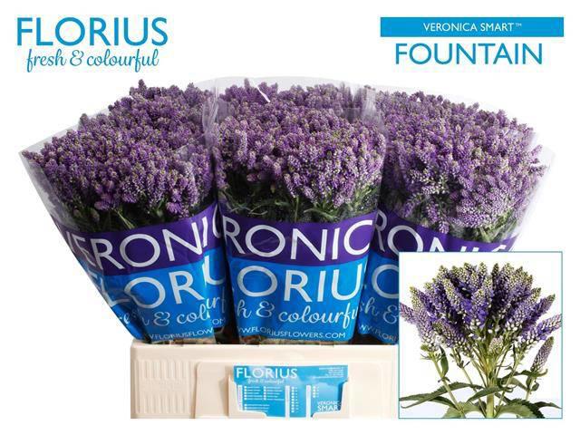 20x Veron.smart fountain 60cm
