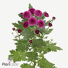 10x Chrysant pomavera 70cm