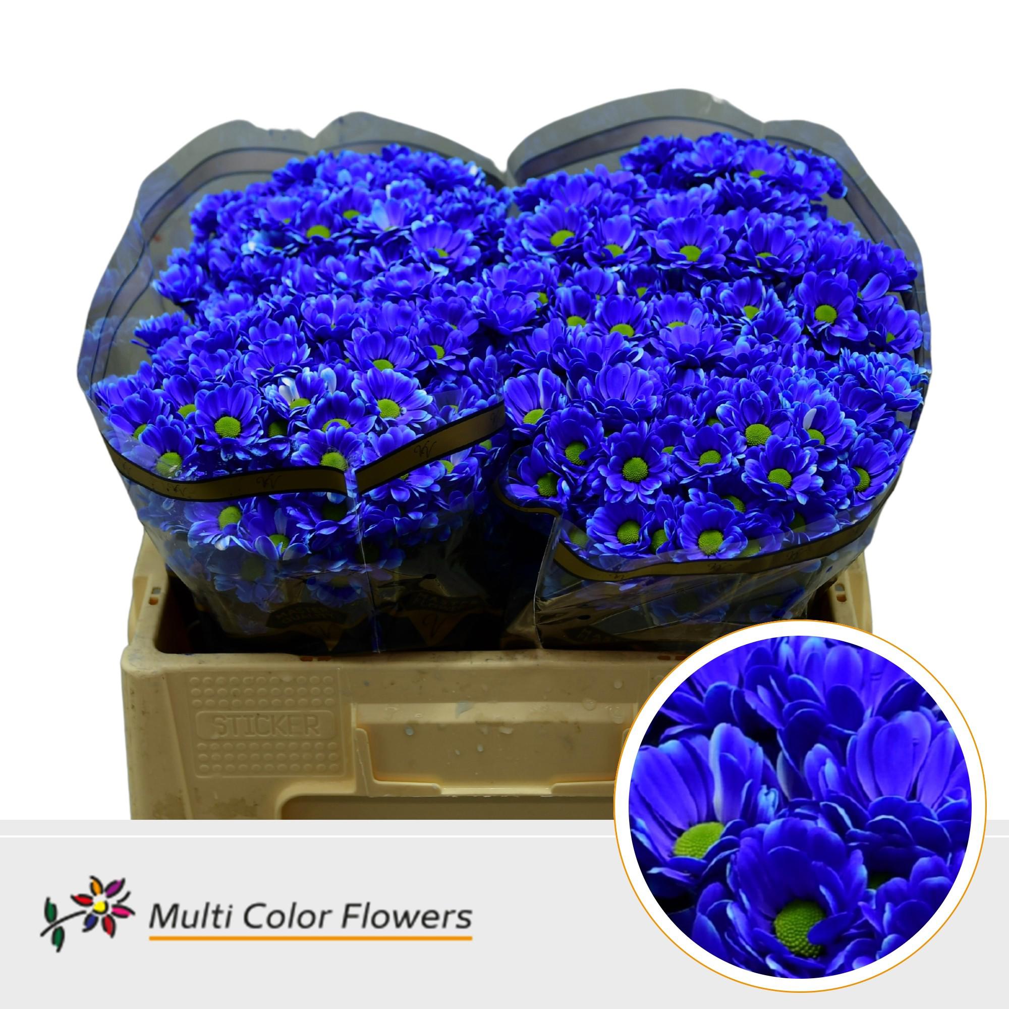 50x Chrysant san. bowie blauw 50cm