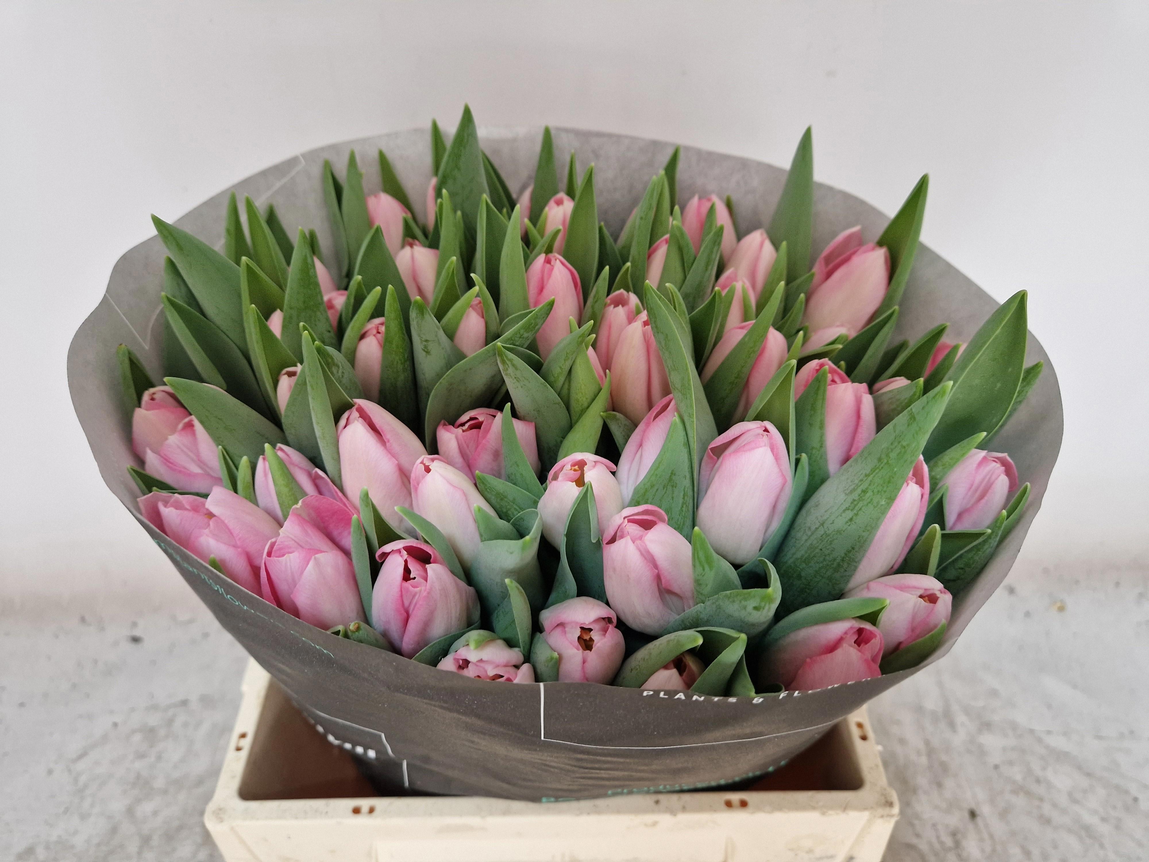 50x Tulipa dynasty en 40cm