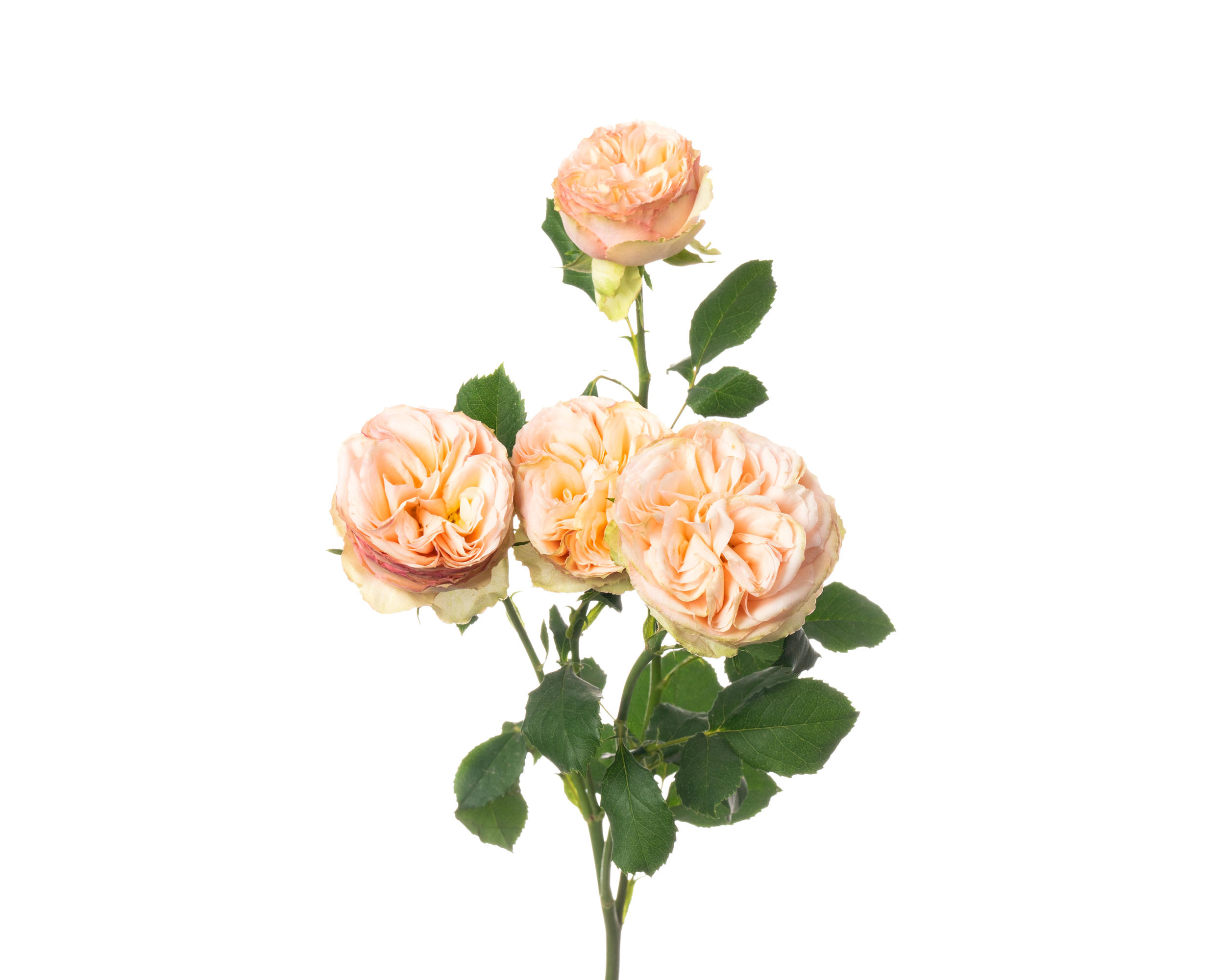 10x Rosa gentle trendsetter 60cm