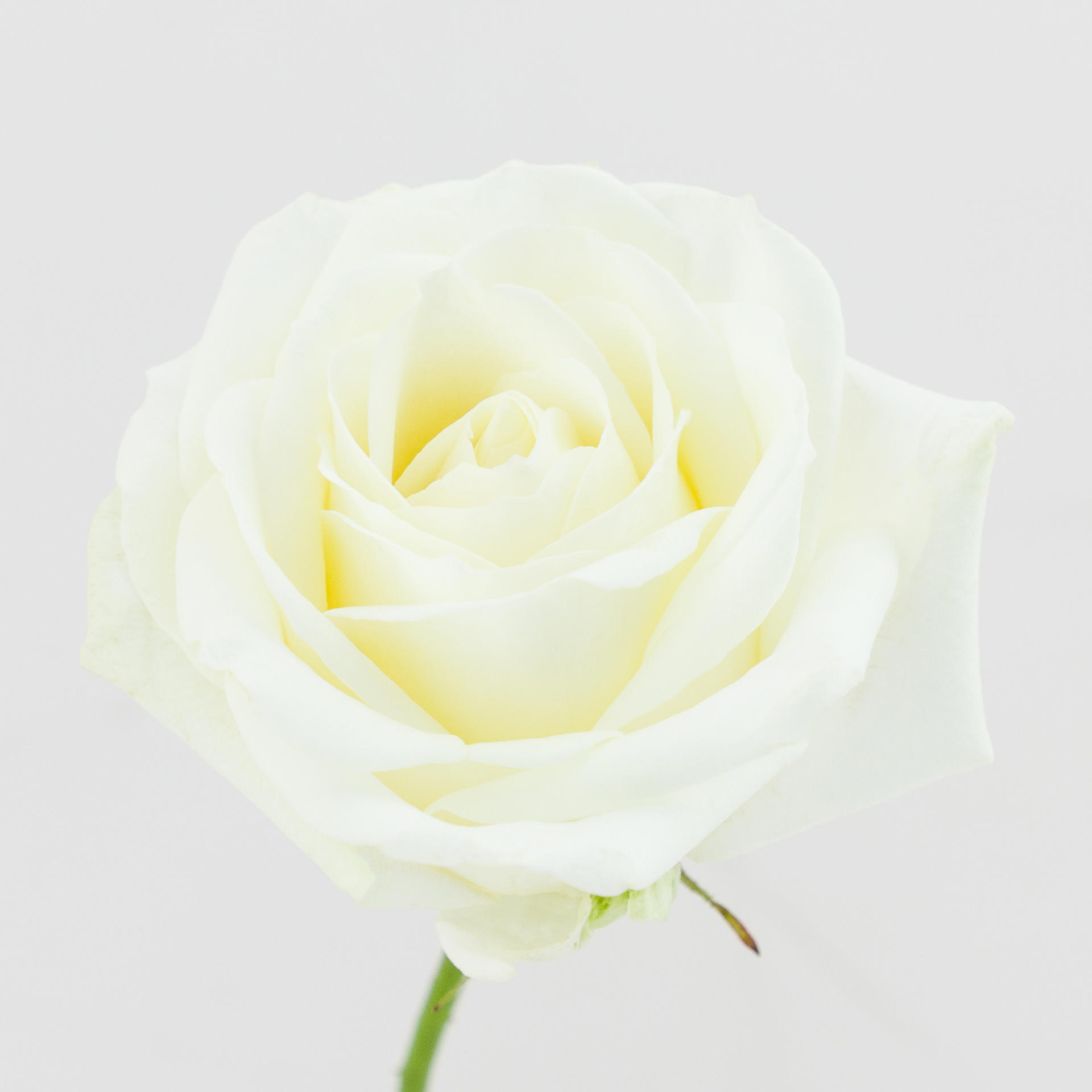 10x Rosa avalanche+ 50cm