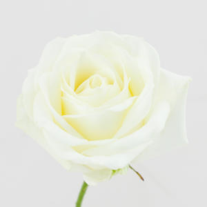 10x Rosa avalanche+ 40cm