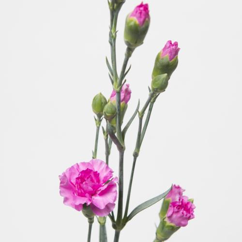 10x Dian.tr.lilac melissa 60cm