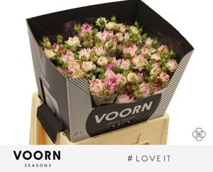 10x Rosa love it 60cm