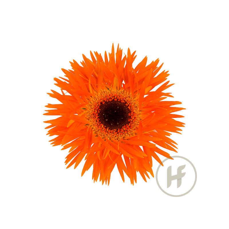 25x Germ.firecracker 70cm