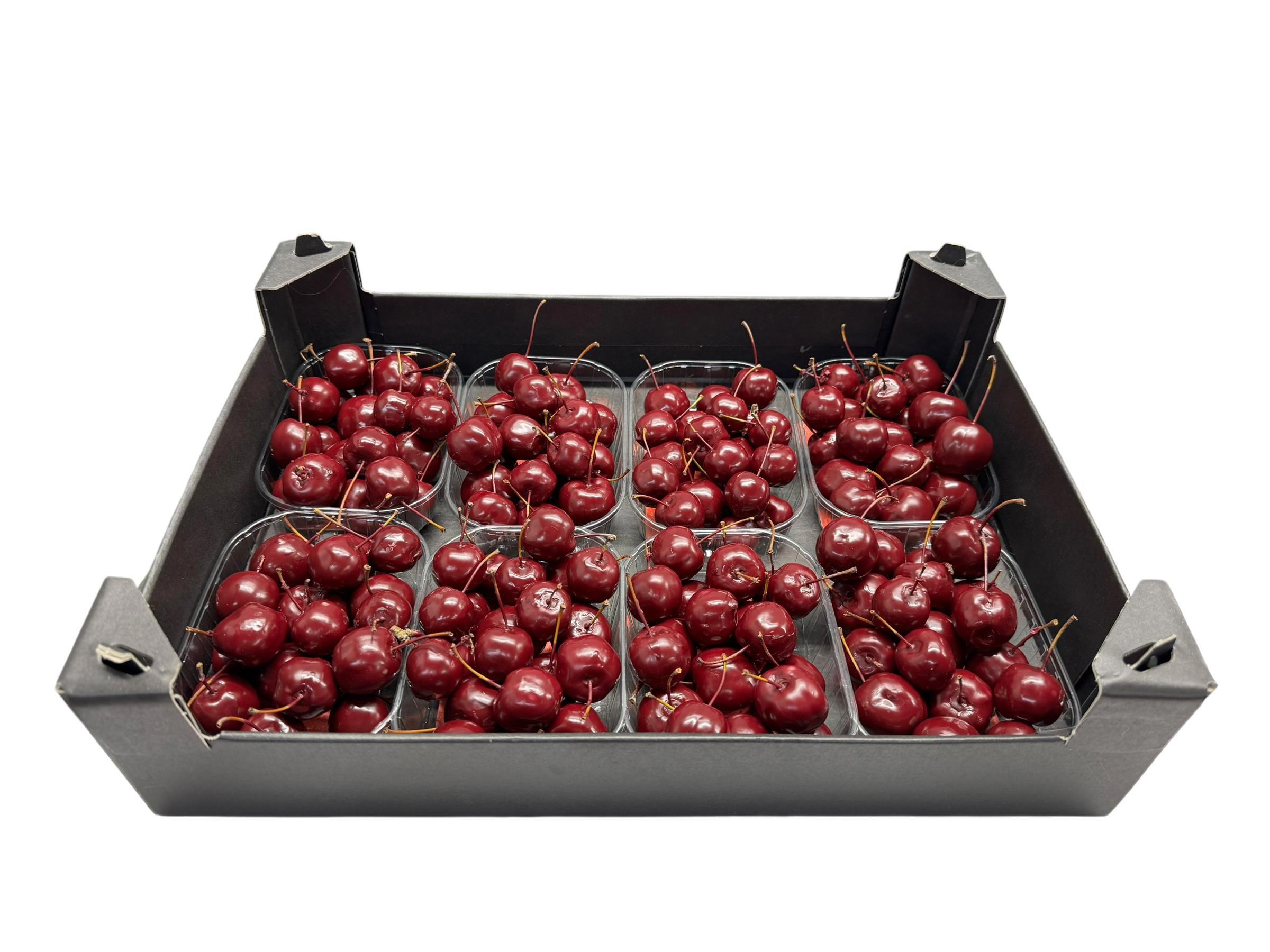 8x Sf malus wax bordeaux