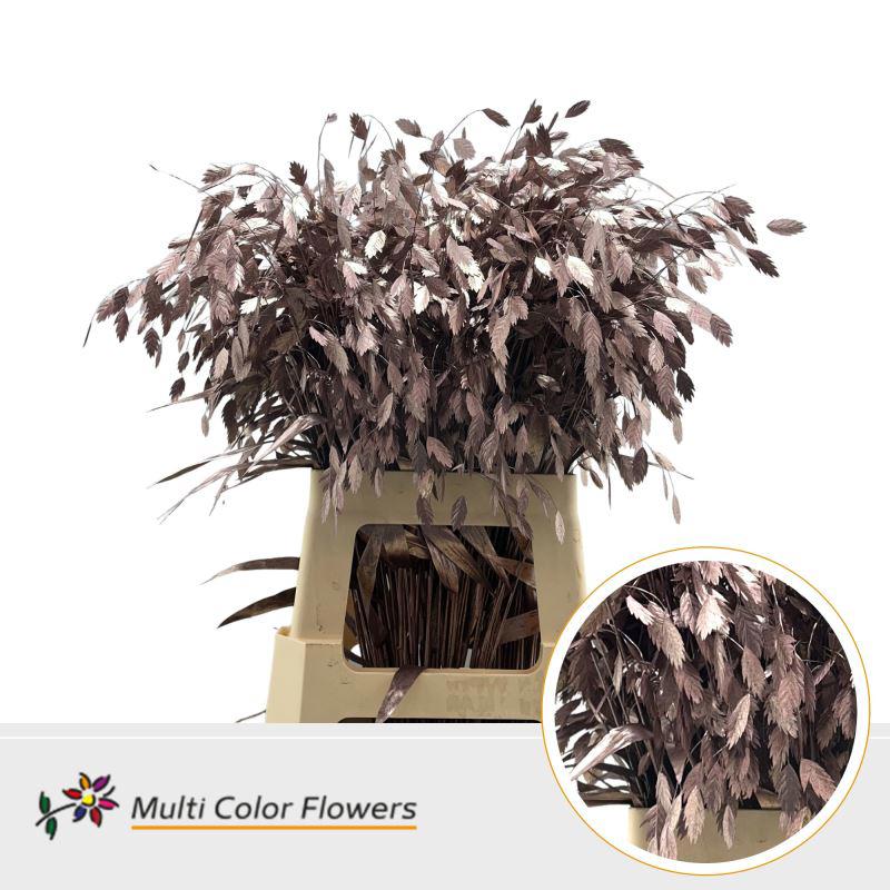 50x Gs chasmanthium latifolum 70cm