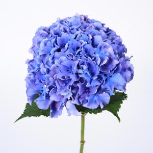10x Hydr.royal parade 80cm