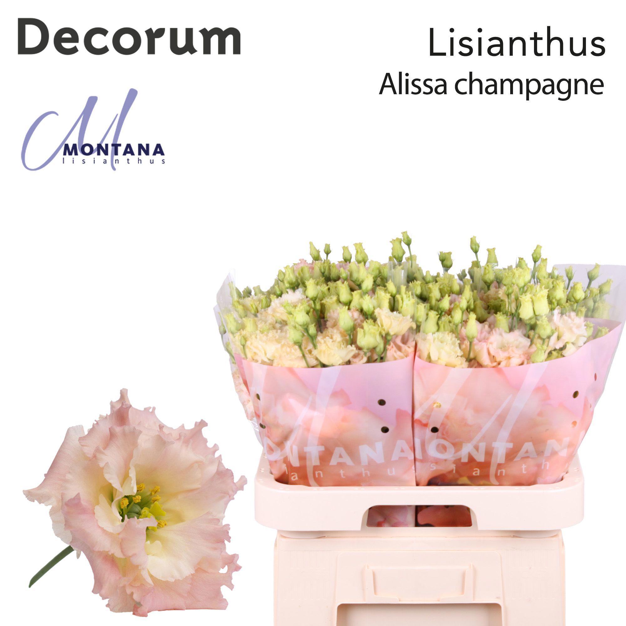 10x Eust.alissa champagne du 70cm