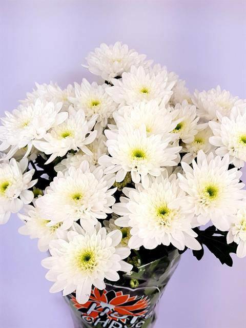 10x Chrysant bonita 70cm