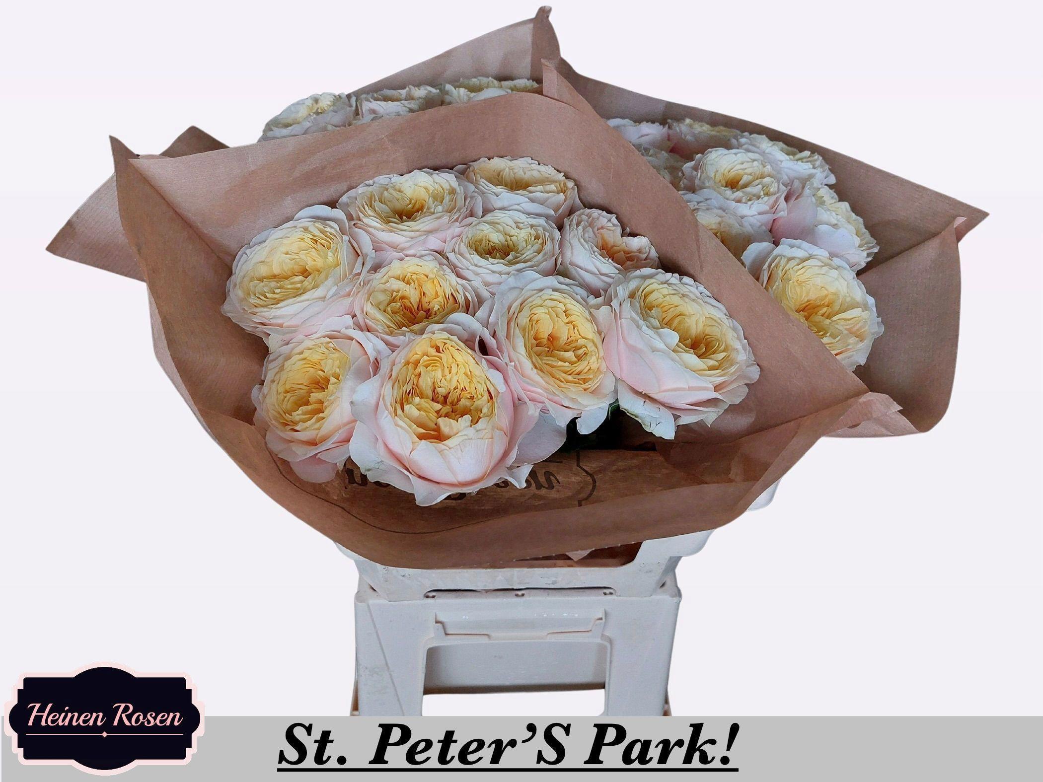10x Rosa st.peter's park! 50cm