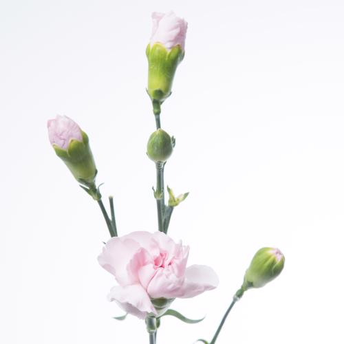 100x Dian.tr.roxanne 60cm