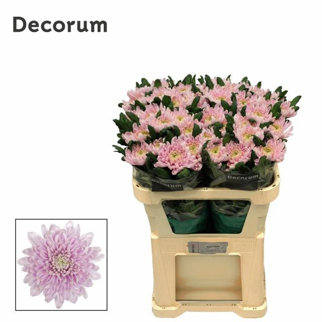 10x Chrysant rossano 70cm