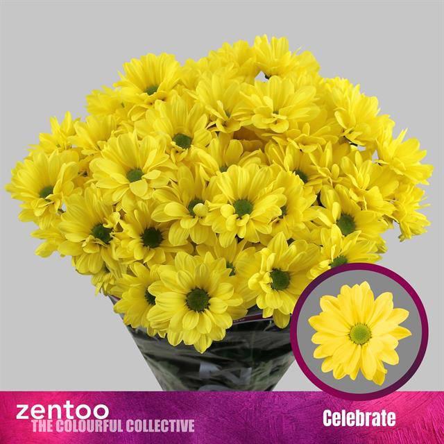 10x Chrysant celebrate 70cm
