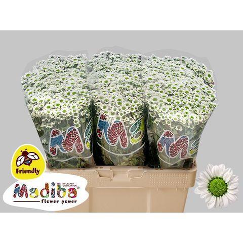25x Chrysant san.madiba lindi white 50cm