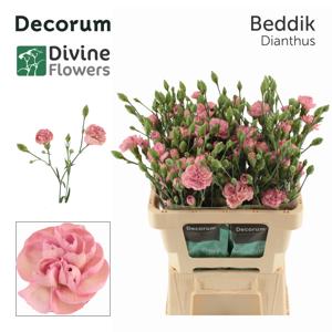 10x Dian.tr.beddik 60cm
