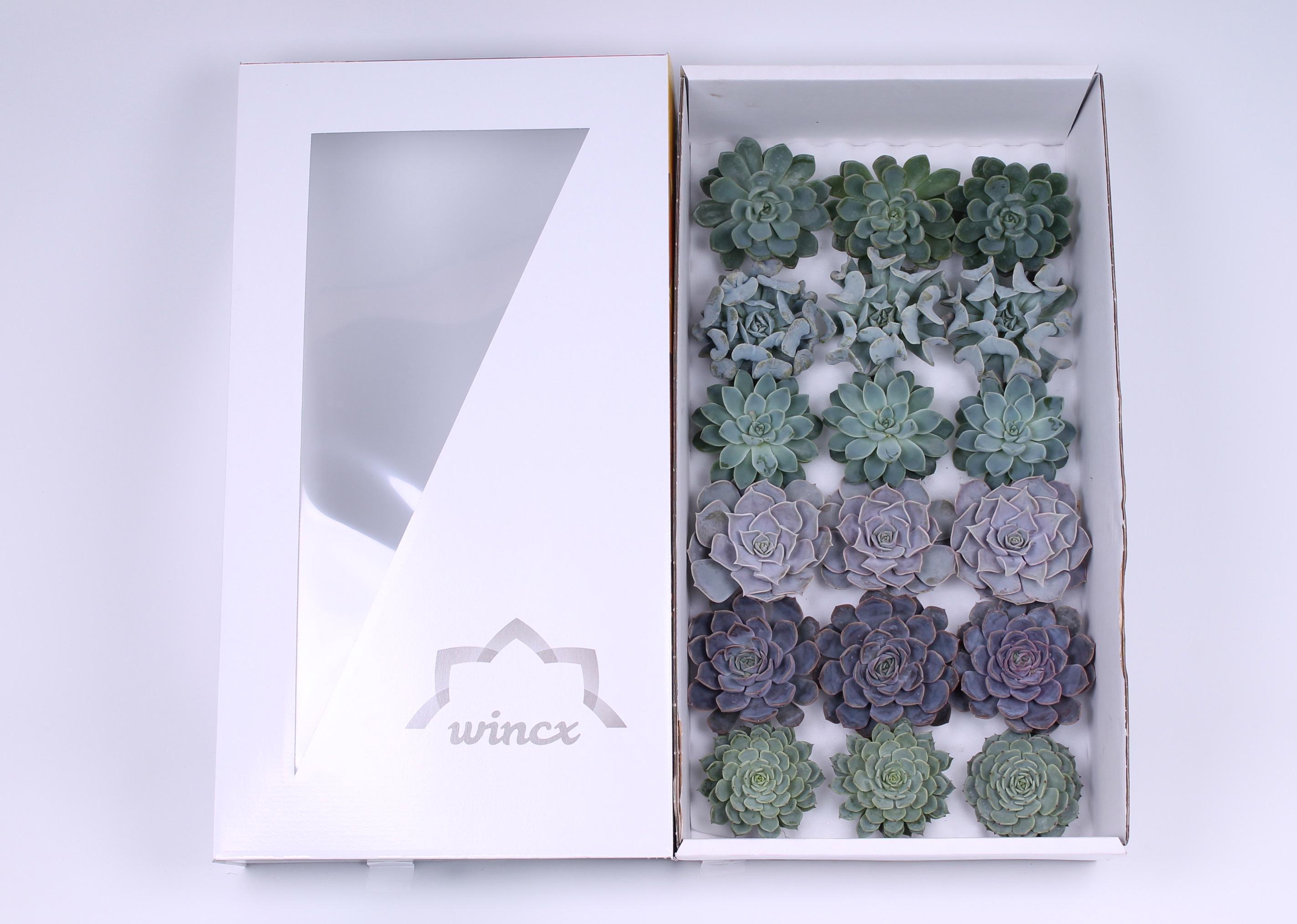 18x Echeveria ice mix var.wincx