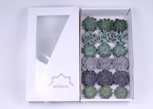 18x Echeveria ice mix var.wincx