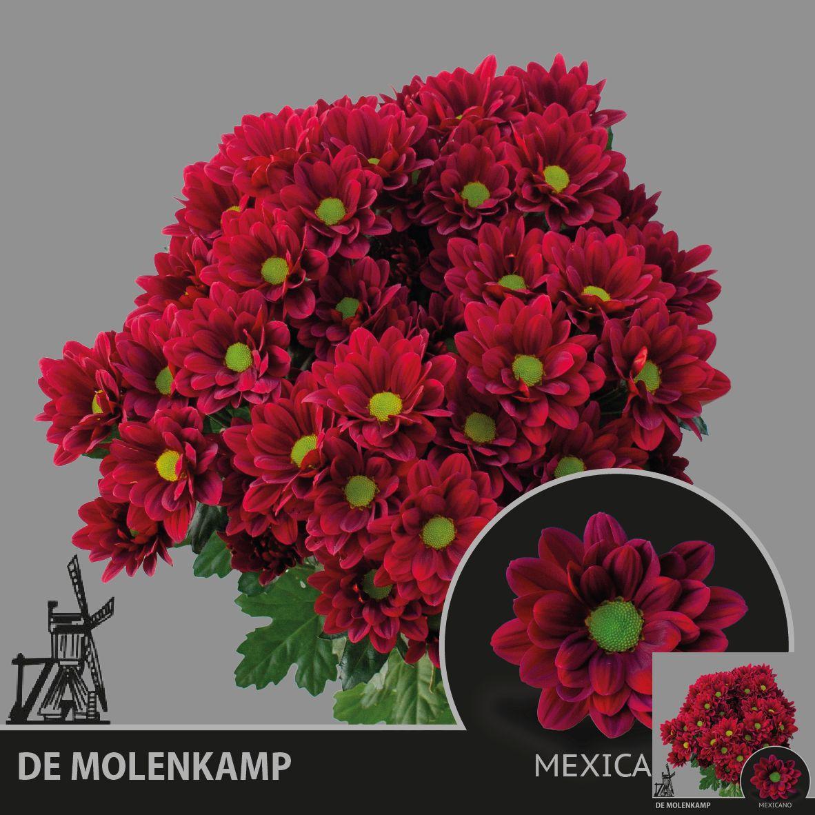 10x Chrysant mexicano 70cm