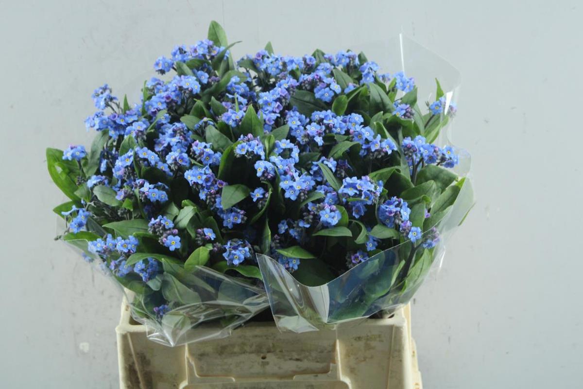 50x Myosotis atlantis 40cm