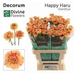 20x Dian.st.happy haru 60cm