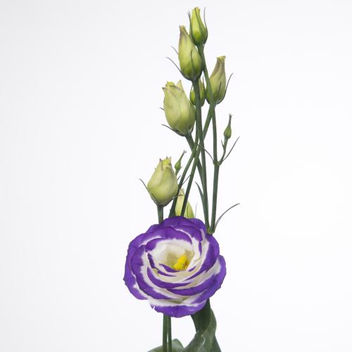 10x Eust.rosita blue picotee du 70cm