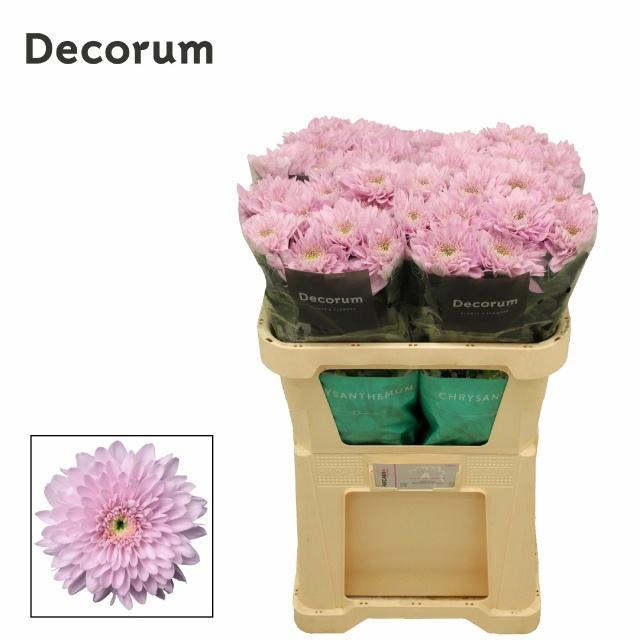 10x Chrysant petrushka g 70cm