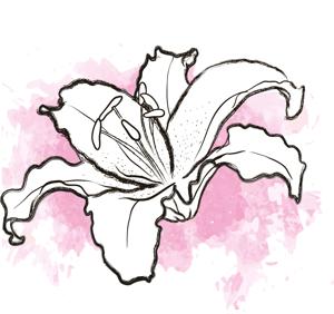 10x Lil. 4 roze 80cm