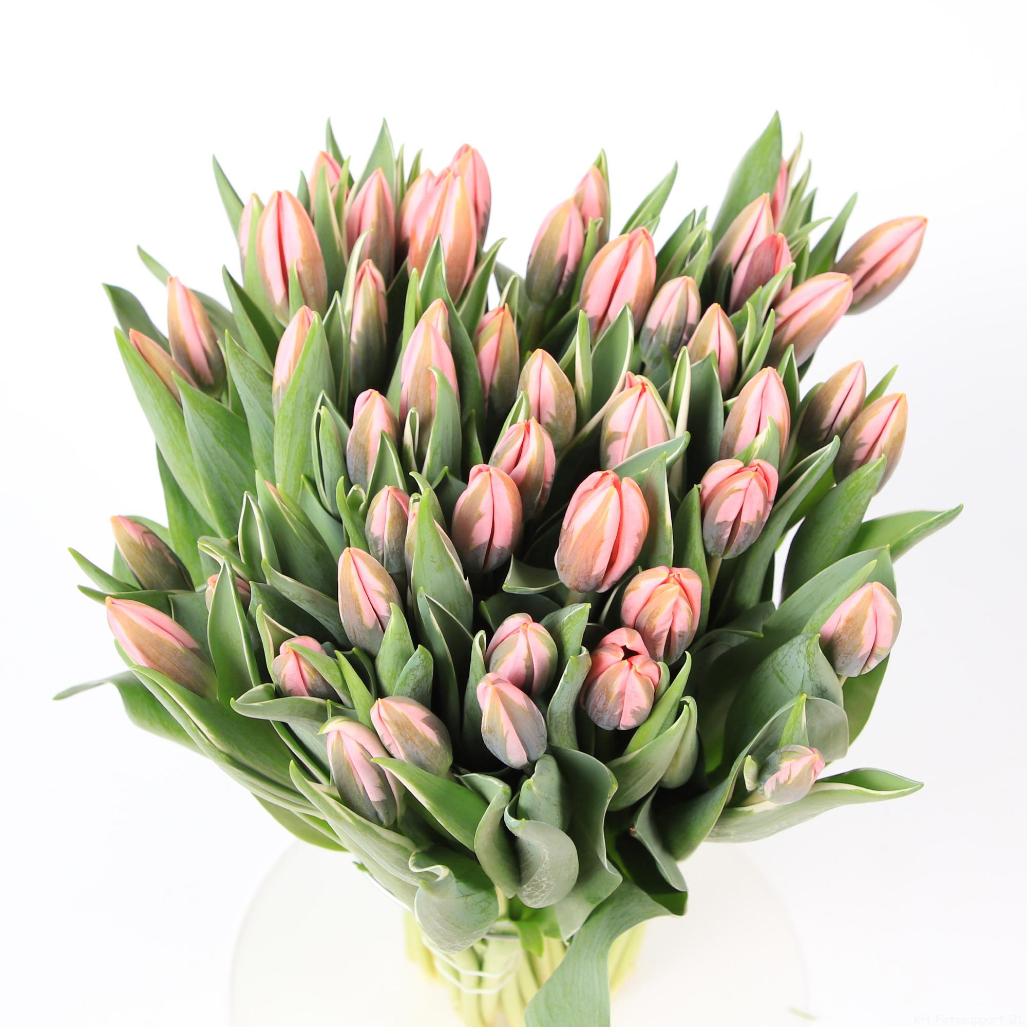 50x Tulipa pretty princess en 30cm