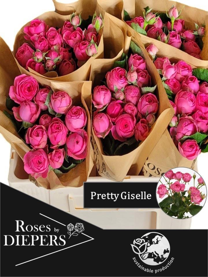 10x Rosa pretty giselle 50cm