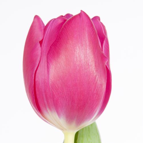 50x Tulipa pink ardour en 40cm