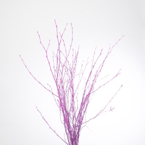 10x Tk betula cerise 70cm