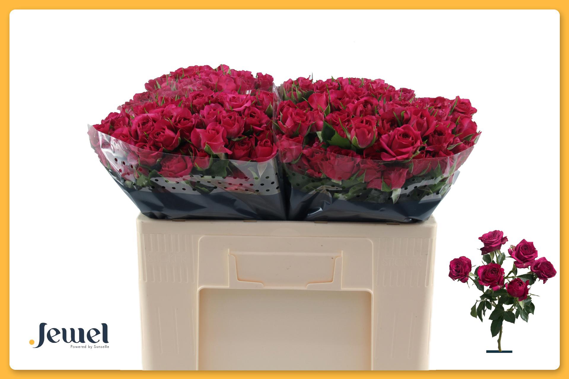 10x Rosa tr. cheyenne 50cm