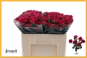 10x Rosa cheyenne 50cm