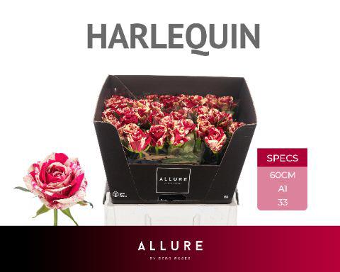 10x Rosa harlequin 60cm