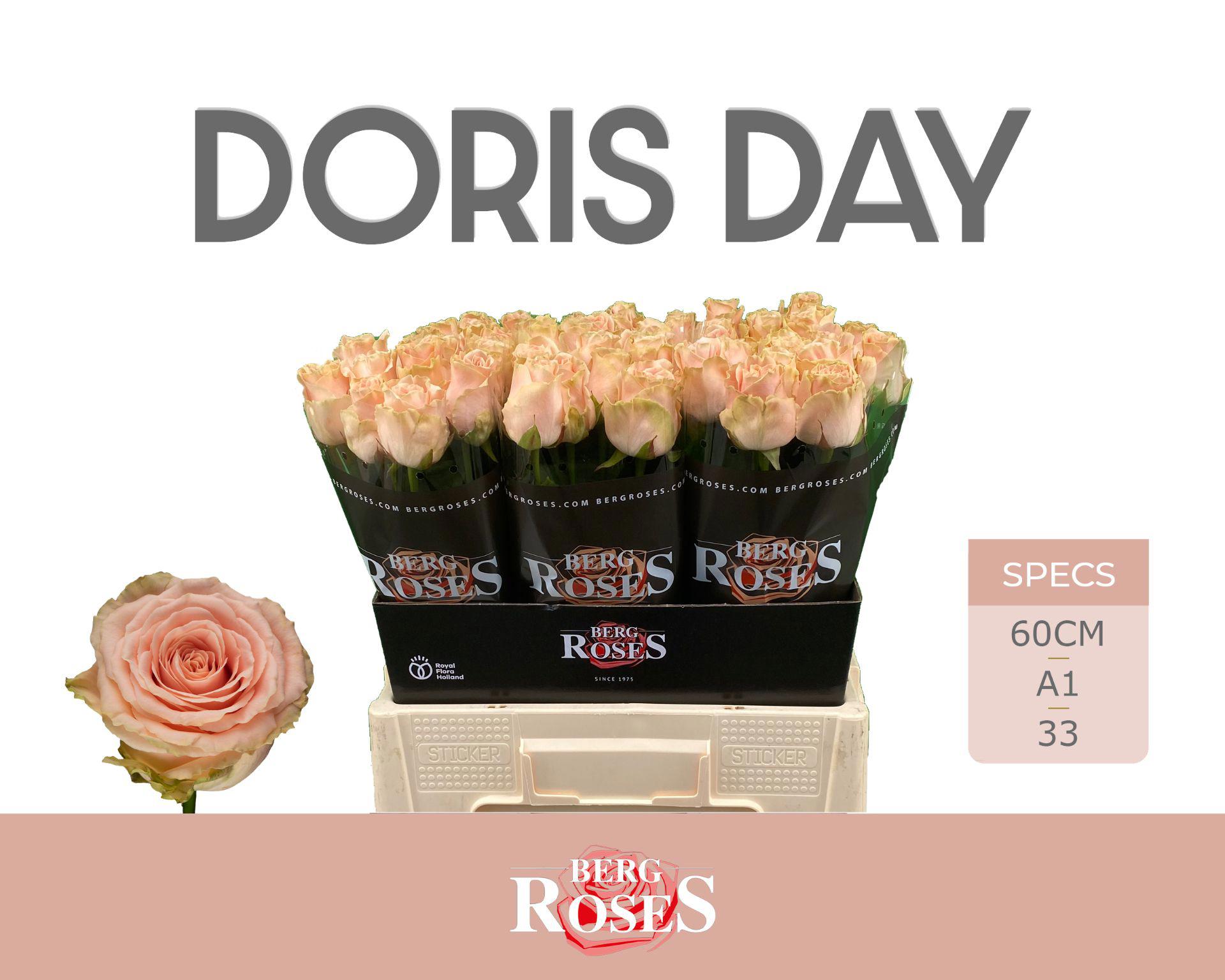 12x Rosa doris day 60cm