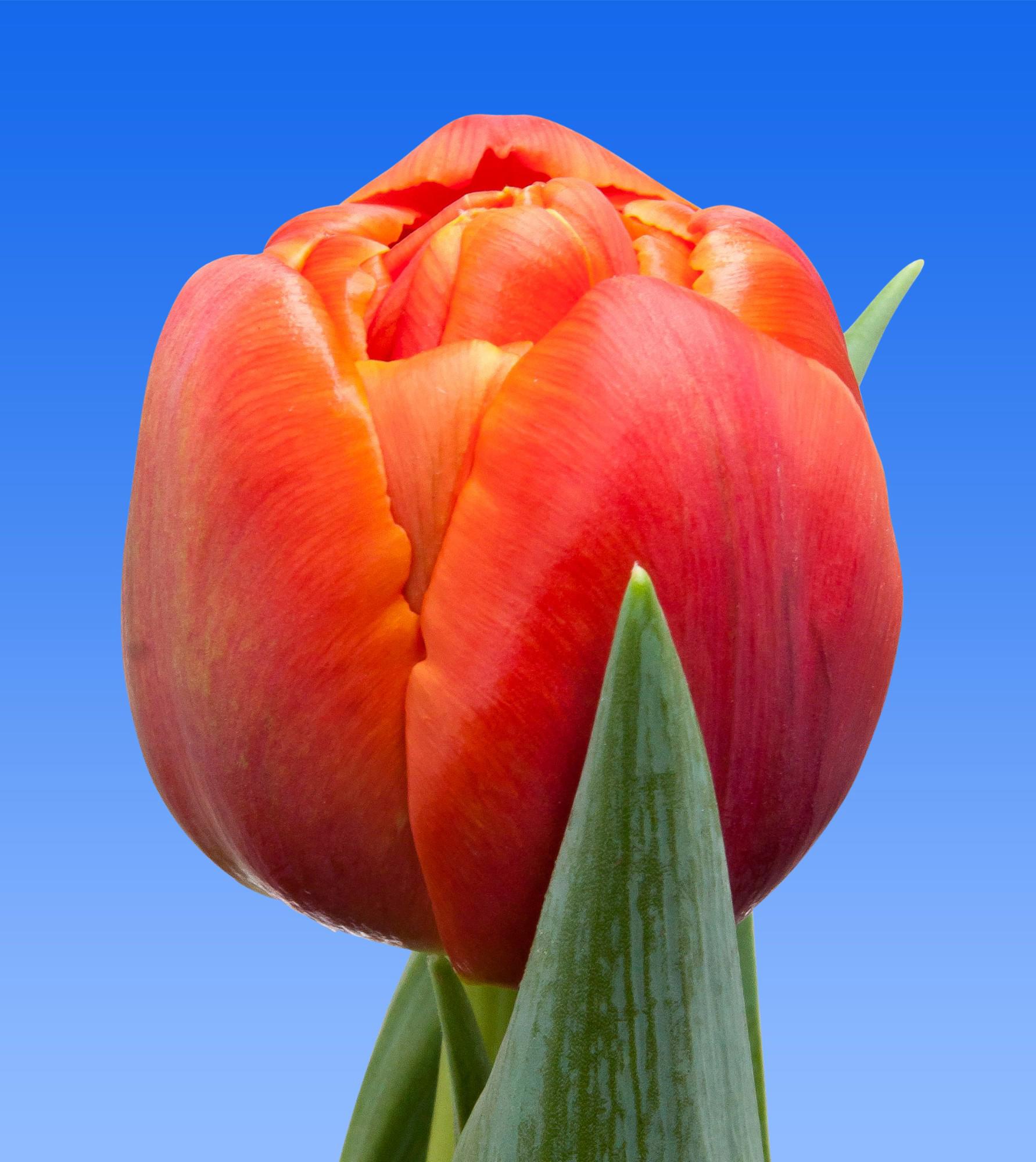50x Tulipa icoon du 40cm