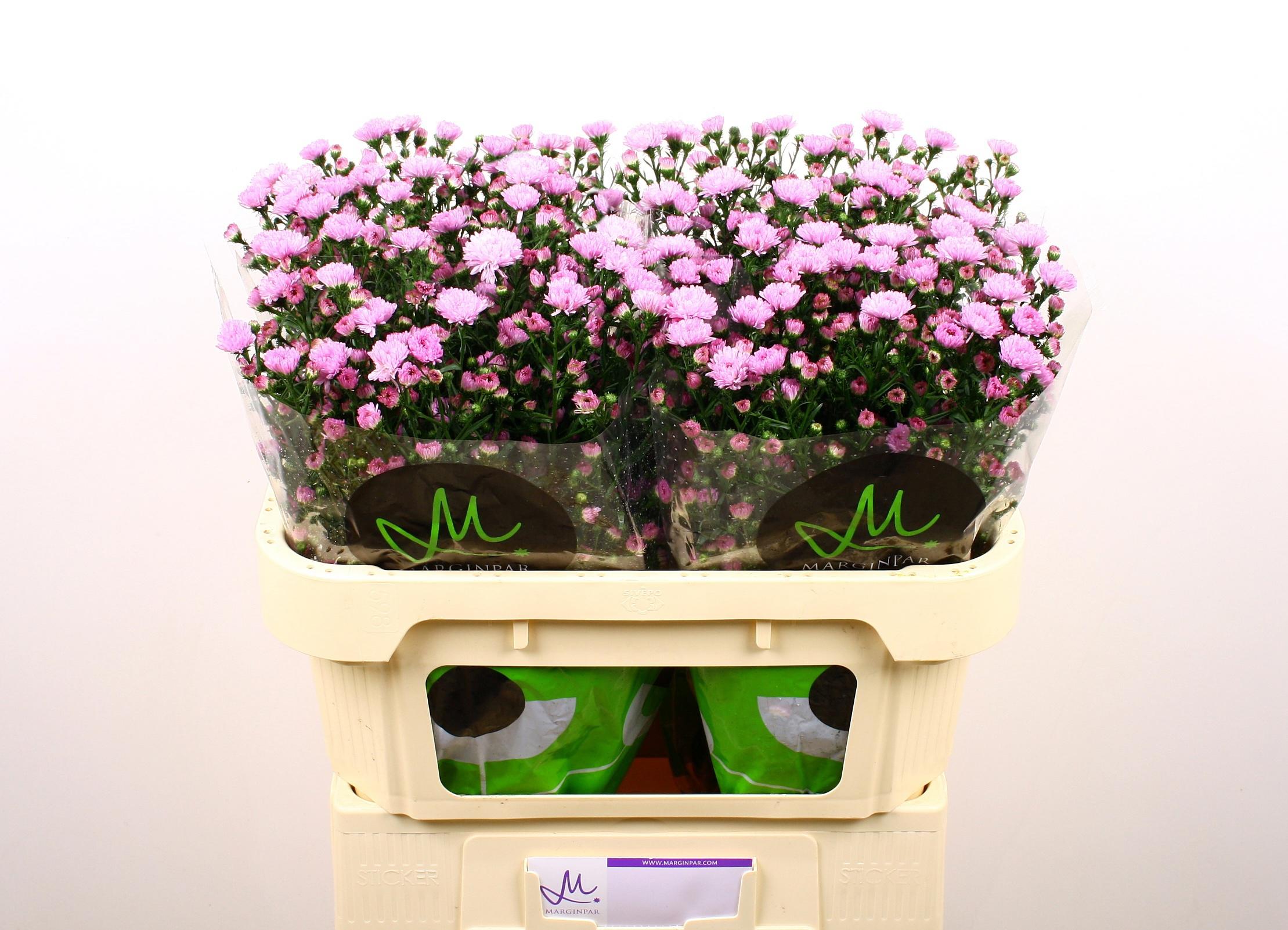 25x Aster double date pink 70cm