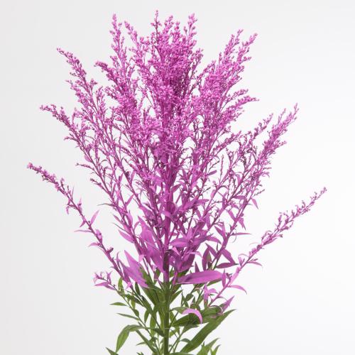25x Solid.(v) erica 80cm
