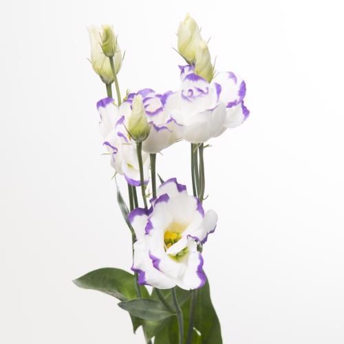 10x Eust.excalibur blue picotee du 70cm