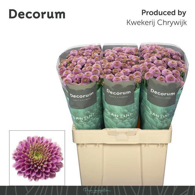 25x Chrysant san.doria 50cm