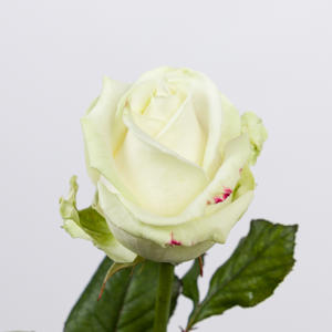 10x Rosa avalanche+ 60cm